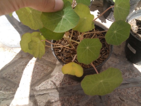 تصویر پرسش و پاسخ گیاه